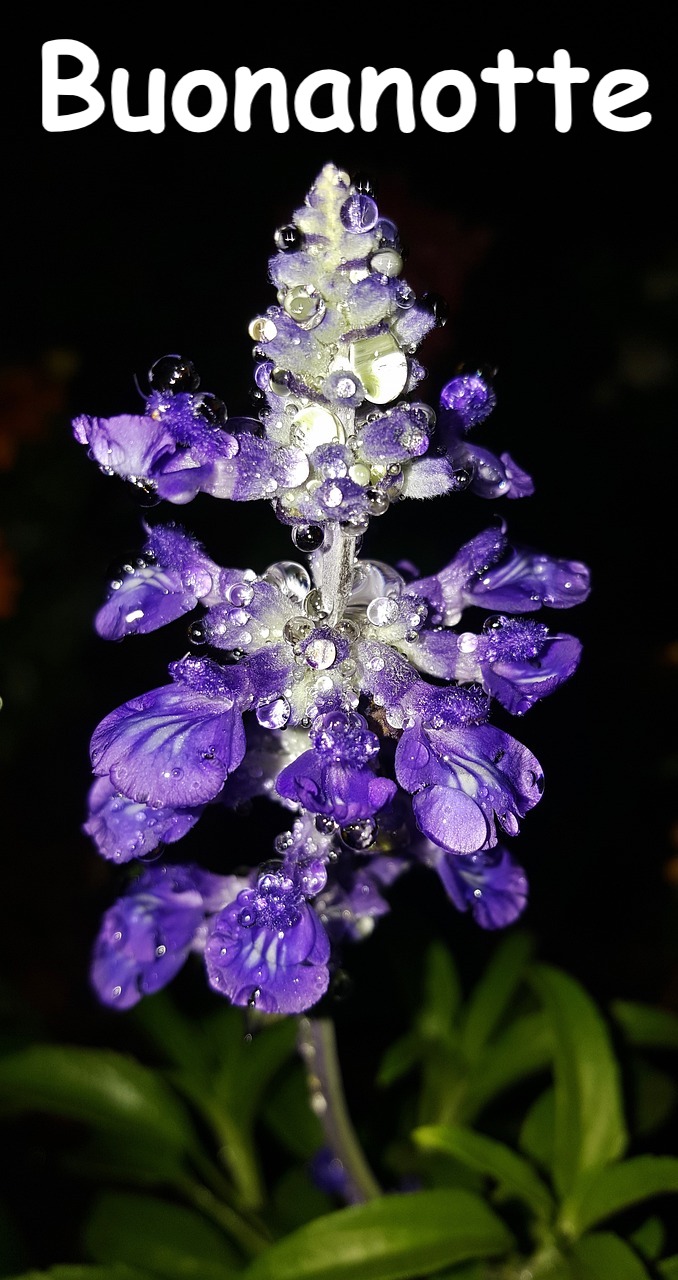 fiore notturno di pianta di salvia 